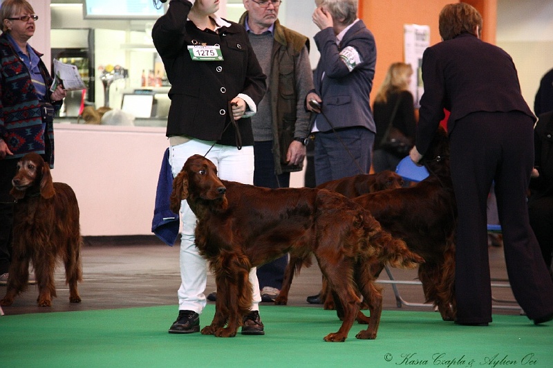 Crufts2011 221.jpg